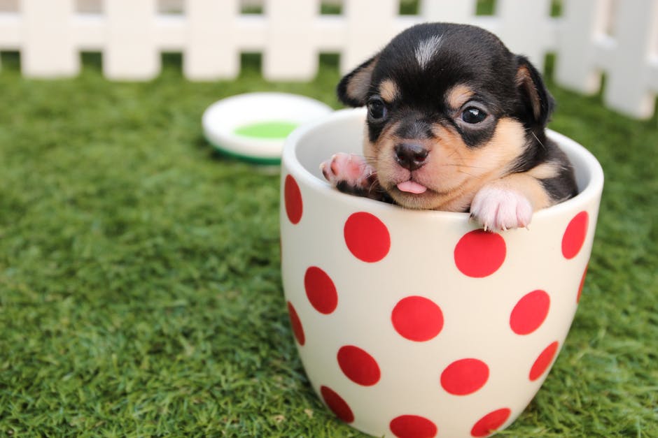 Chihuahua Puppy Property Management